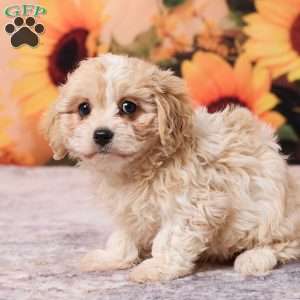 Megan, Cavachon Puppy